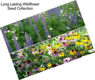 Long Lasting Wildflower Seed Collection