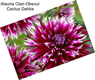 Alauna Clair-Obscur Cactus Dahlia