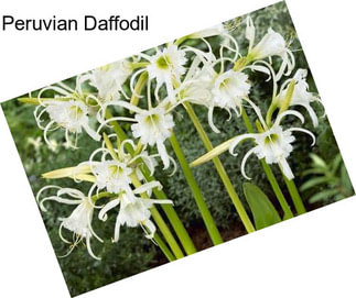 Peruvian Daffodil