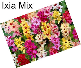 Ixia Mix