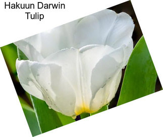 Hakuun Darwin Tulip