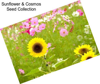 Sunflower & Cosmos Seed Collection