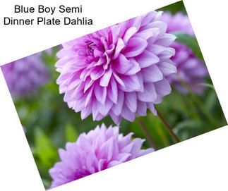 Blue Boy Semi Dinner Plate Dahlia