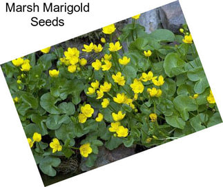 Marsh Marigold Seeds