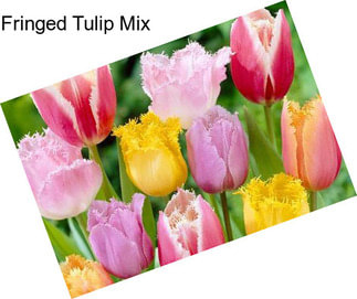 Fringed Tulip Mix