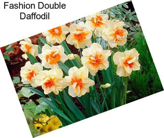 Fashion Double Daffodil