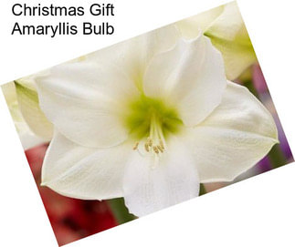 Christmas Gift Amaryllis Bulb