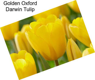 Golden Oxford Darwin Tulip