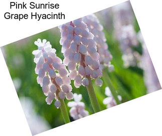 Pink Sunrise Grape Hyacinth