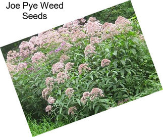 Joe Pye Weed Seeds