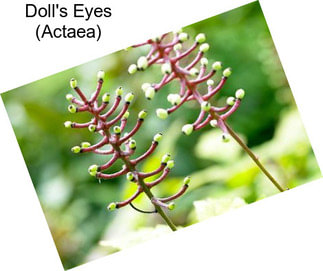 Doll\'s Eyes (Actaea)