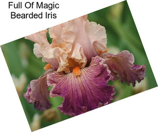 Full Of Magic Bearded Iris