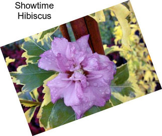 Showtime Hibiscus