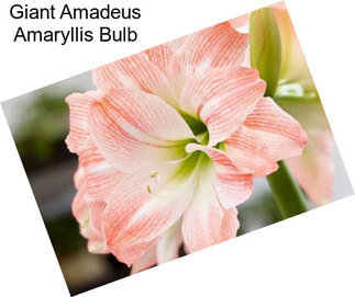 Giant Amadeus Amaryllis Bulb