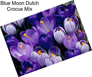 Blue Moon Dutch Crocus Mix