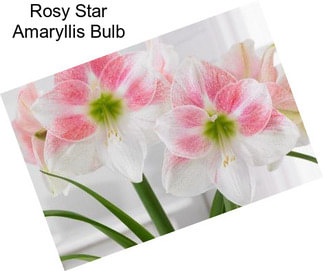 Rosy Star Amaryllis Bulb