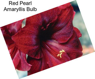Red Pearl Amaryllis Bulb