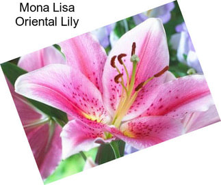 Mona Lisa Oriental Lily