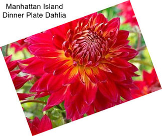 Manhattan Island Dinner Plate Dahlia