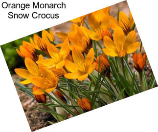 Orange Monarch Snow Crocus