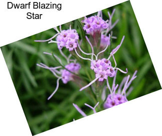 Dwarf Blazing Star