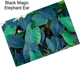 Black Magic Elephant Ear