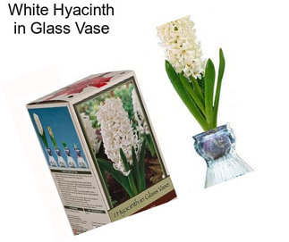 White Hyacinth in Glass Vase