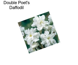 Double Poet\'s Daffodil