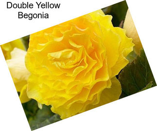 Double Yellow Begonia