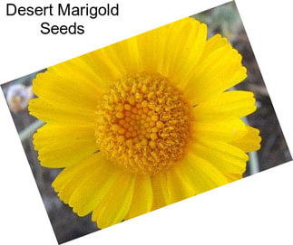 Desert Marigold Seeds