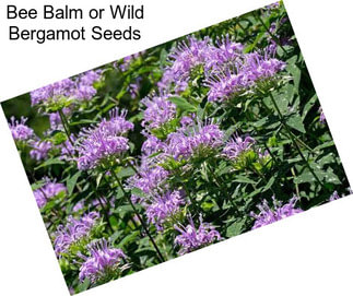 Bee Balm or Wild Bergamot Seeds