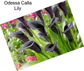 Odessa Calla Lily
