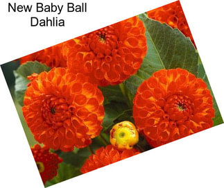 New Baby Ball Dahlia