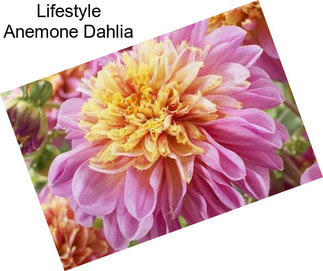 Lifestyle Anemone Dahlia