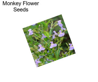 Monkey Flower Seeds