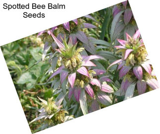 Spotted Bee Balm Seeds