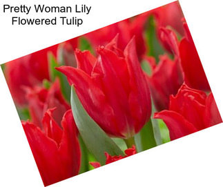 Pretty Woman Lily Flowered Tulip