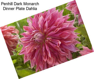 Penhill Dark Monarch Dinner Plate Dahlia