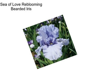 Sea of Love Reblooming Bearded Iris