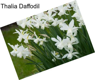 Thalia Daffodil