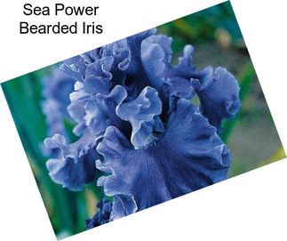 Sea Power Bearded Iris