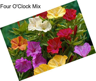 Four O\'Clock Mix