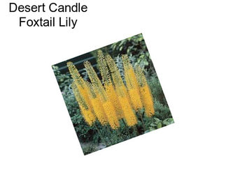 Desert Candle Foxtail Lily