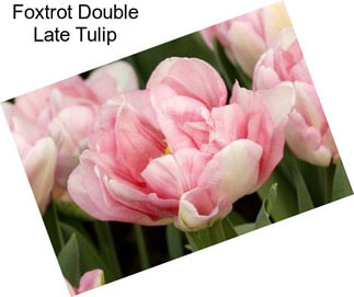 Foxtrot Double Late Tulip