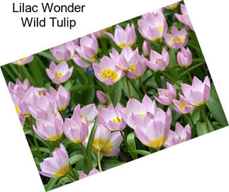 Lilac Wonder Wild Tulip