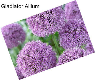 Gladiator Allium