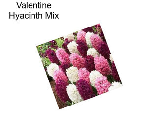 Valentine Hyacinth Mix