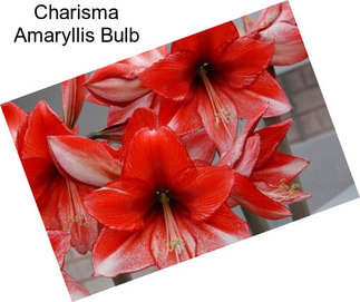 Charisma Amaryllis Bulb