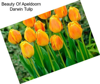 Beauty Of Apeldoorn Darwin Tulip