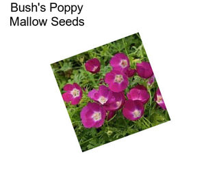 Bush\'s Poppy Mallow Seeds